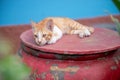 cats  on Jar Royalty Free Stock Photo