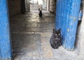 Cats in Jerusalem Royalty Free Stock Photo