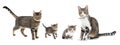 Cats and kittens Royalty Free Stock Photo