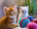 cats, kittens, close up, toy, cat, kitten