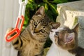 Cats kittens playing wild strays Royalty Free Stock Photo