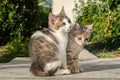 Cats kittens playing wild strays Royalty Free Stock Photo