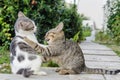 Cats kittens playing wild strays