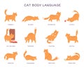 Cats language. Cat body expression feeling, behavior pet tail action animal feline emotions poses fear angry surprised