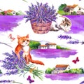 Cats, lavender flowers in basket, bouquet and summer butterflies. On background rural houses, violet floral fields Royalty Free Stock Photo
