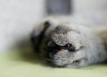 Cats leg fragment photo, cats leg on a red background, artistic photo, playing cat, cat under pillow, cats leg