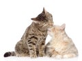 Cats lick each other. isolated on white background Royalty Free Stock Photo