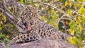 Jaguar relaxing and licking it`s fur