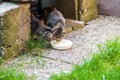 Cats licking milk