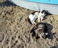 Cats lie on the sand on the lake shore