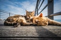 Cats living on the street