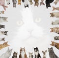 Cats looking at big white cat face Royalty Free Stock Photo