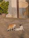 Cats looking at each other in a park Royalty Free Stock Photo