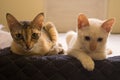 Cats looks over a bed. Cute cats looking down. Cute domestic cats resting on a bed.