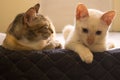 Cats looks over a bed. Cute cats looking down. Cute domestic cats resting on a bed.