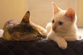 Cats looks over a bed. Cute cats looking down. Cute domestic cats resting on a bed.