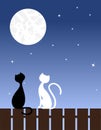 Cats in love Royalty Free Stock Photo