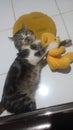 cats love to play with dolls so funny