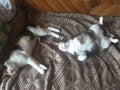 Cats love to sleep