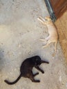 Cats lying on the floor Royalty Free Stock Photo