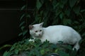 Cats Lying on Polygonum multiflorum Royalty Free Stock Photo