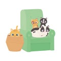 Cats make me happy, kittens in sofa and cat in wicker basket Royalty Free Stock Photo