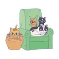 Cats make me happy, kittens in sofa and cat in wicker basket Royalty Free Stock Photo