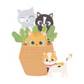 Cats make me happy, pets cats in wicker basket plants cartoon