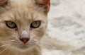 Cats of Malta - closeup portrait of stray ginger tabby cat