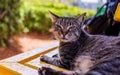 Cats of Malta. Portrait of stray tabby cat lying on the bench