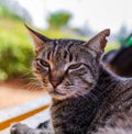 Cats of Malta. Portrait of stray tabby cat lying on the bench