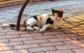 Cats of Malta - stray calico cat lying under the bench Royalty Free Stock Photo