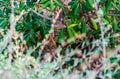 Cats of Malta - stray ginger tabby cat hiding in bushes Royalty Free Stock Photo