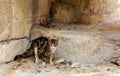 Cats of Malta - stray tabby cat with bright green eyes