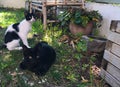 Cats in a mediterranean garden Royalty Free Stock Photo