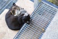 Mother cat feeding her kittens Royalty Free Stock Photo