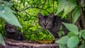Cats in the nature Royalty Free Stock Photo