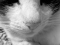 Cats nose Royalty Free Stock Photo
