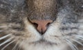 Cats nose Royalty Free Stock Photo