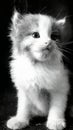 Cats are one of the cutest animals on earth do you agree?
