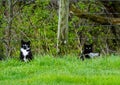 Cats out on a farm roaming the field,