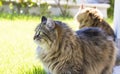 Cats outdoor, domestic siberian purebred feline. Brown color Royalty Free Stock Photo