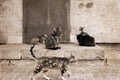 Cats, outside Royalty Free Stock Photo