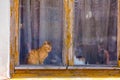 Cats outside the old wooden window Royalty Free Stock Photo