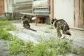 Cats outside in summer. Cats in village. Yard pets Royalty Free Stock Photo