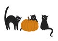 Cats and pampkin Royalty Free Stock Photo