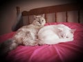 Cats cat pets love cute Turkish angora white friends