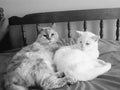 Cats cat pets love cute Turkish angora white friends