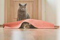 Cats play Royalty Free Stock Photo