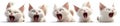 Cats playing with kittens, isolated on a transparent white background Royalty Free Stock Photo
